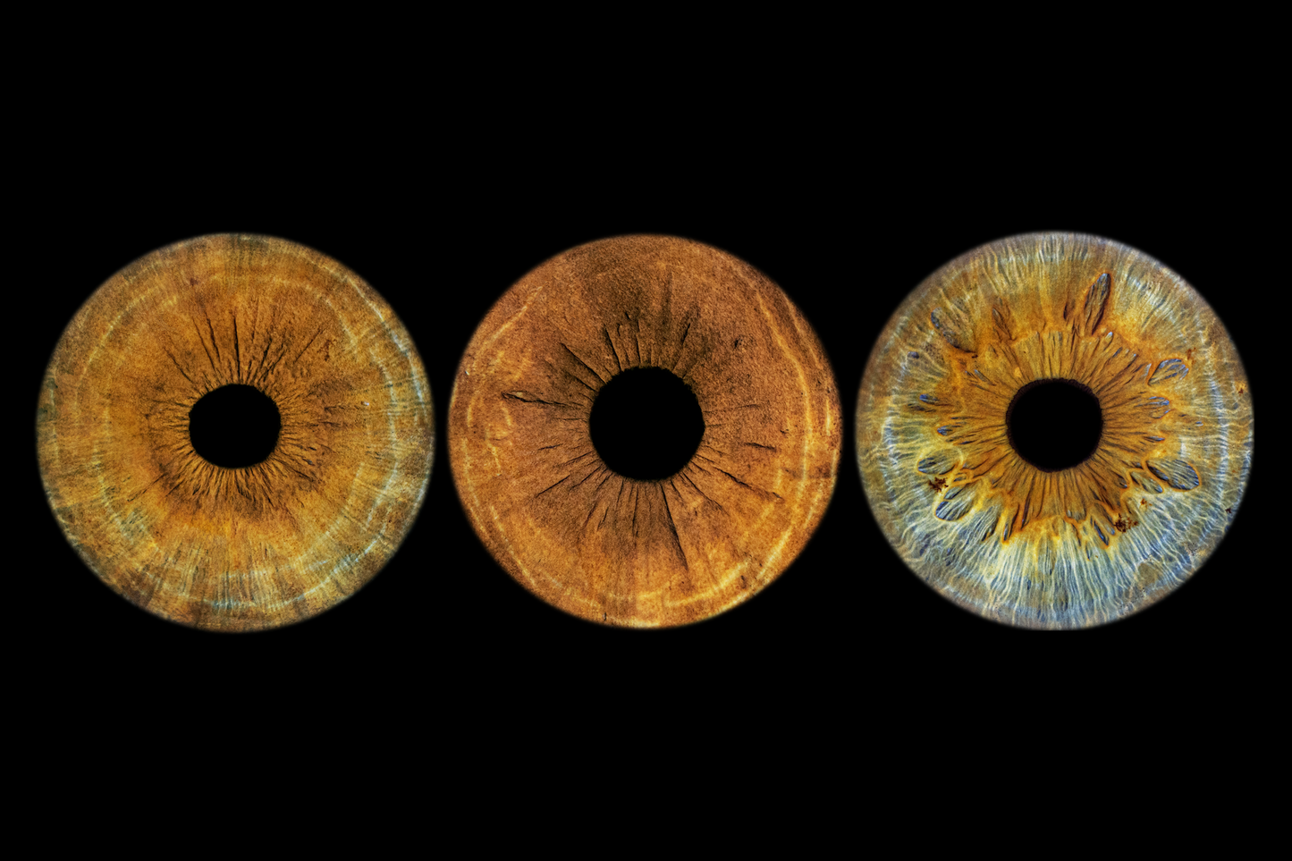 Three Eye Iris photo
