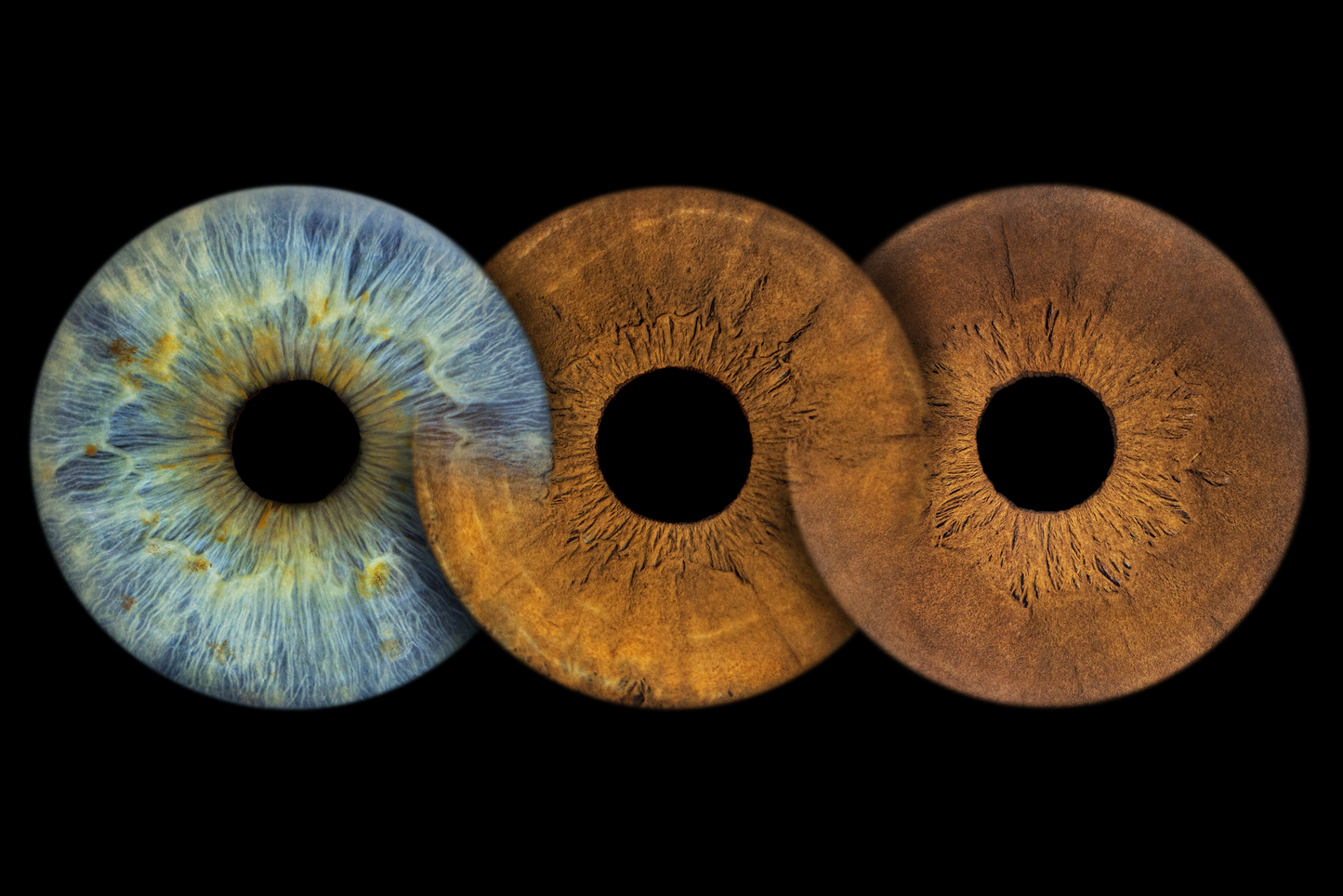Three Eye Iris photo