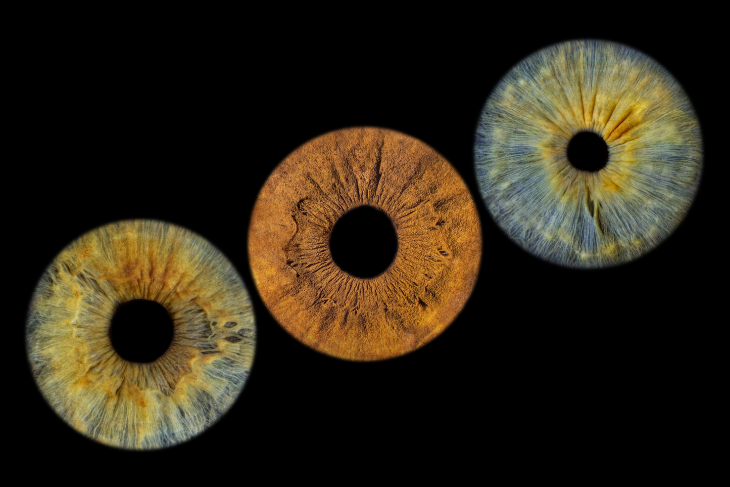 Three Eye Iris photo