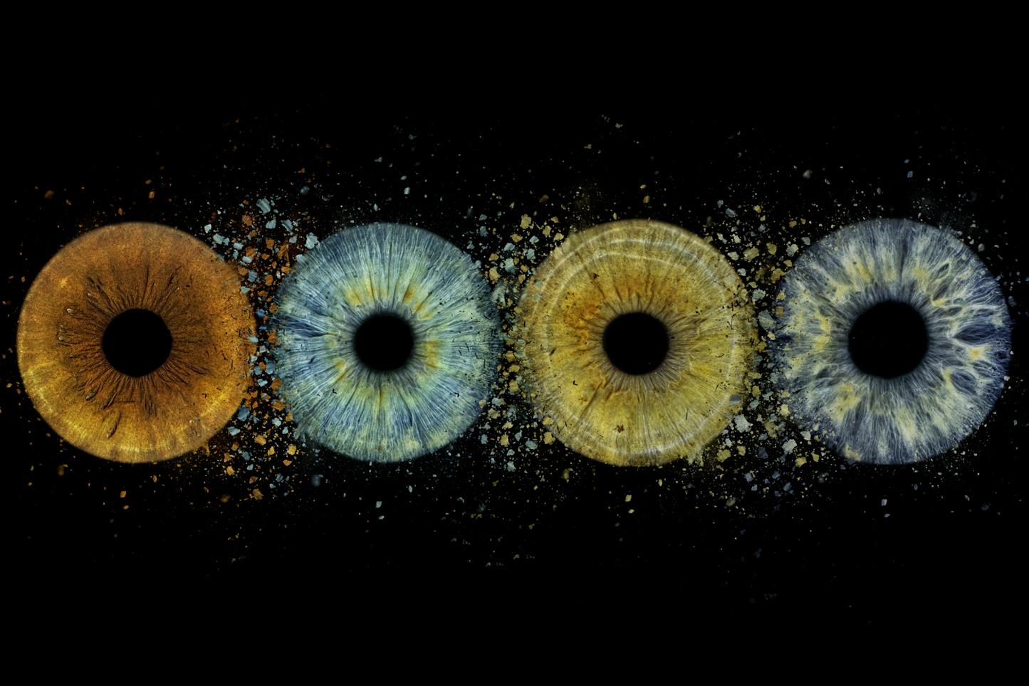 Four Eye Iris photo