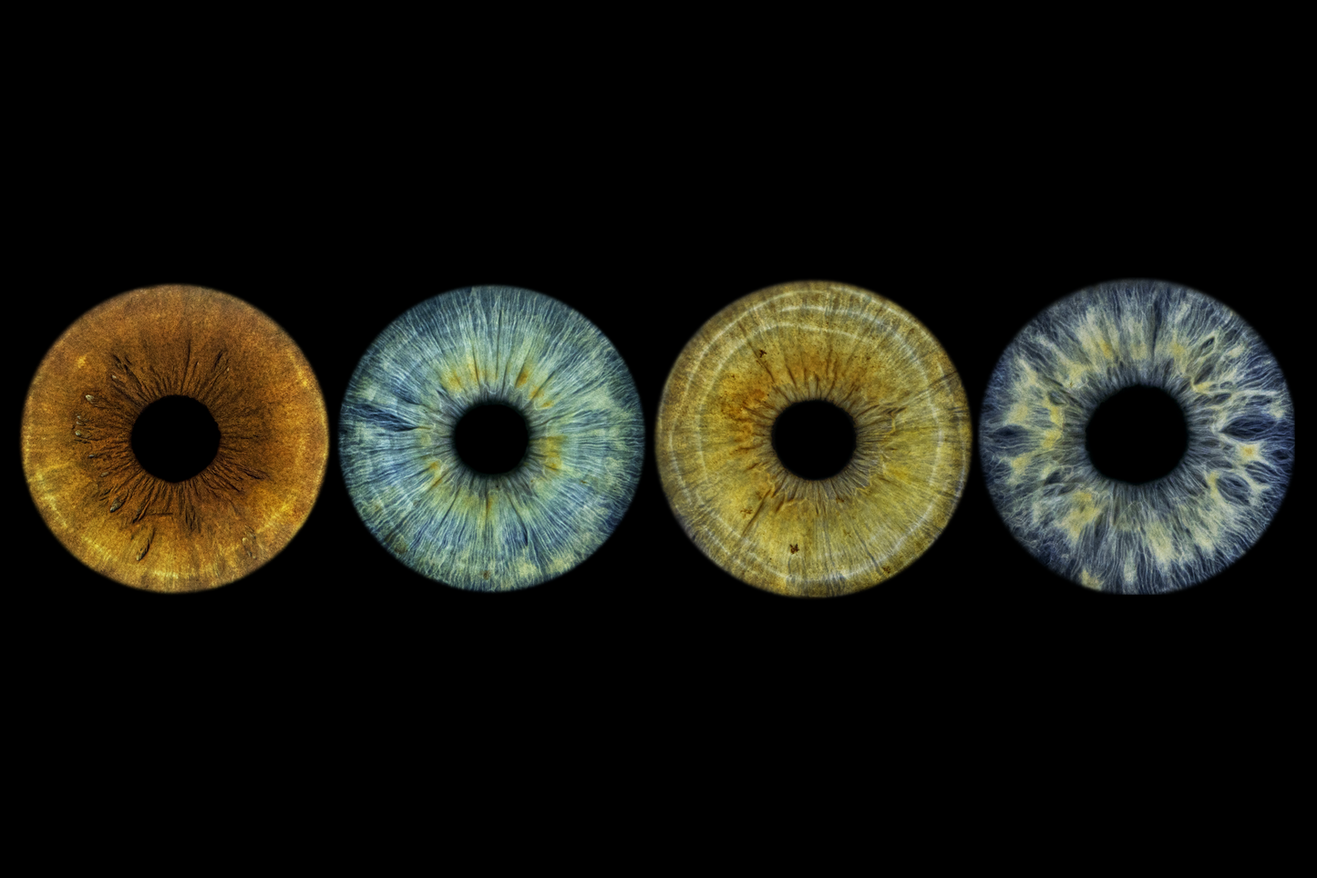 Four Eye Iris photo
