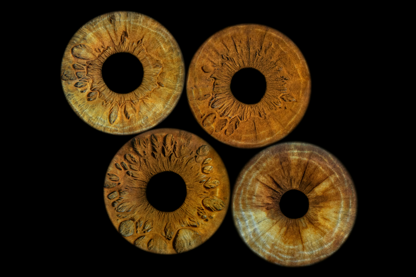 Four Eye Iris photo
