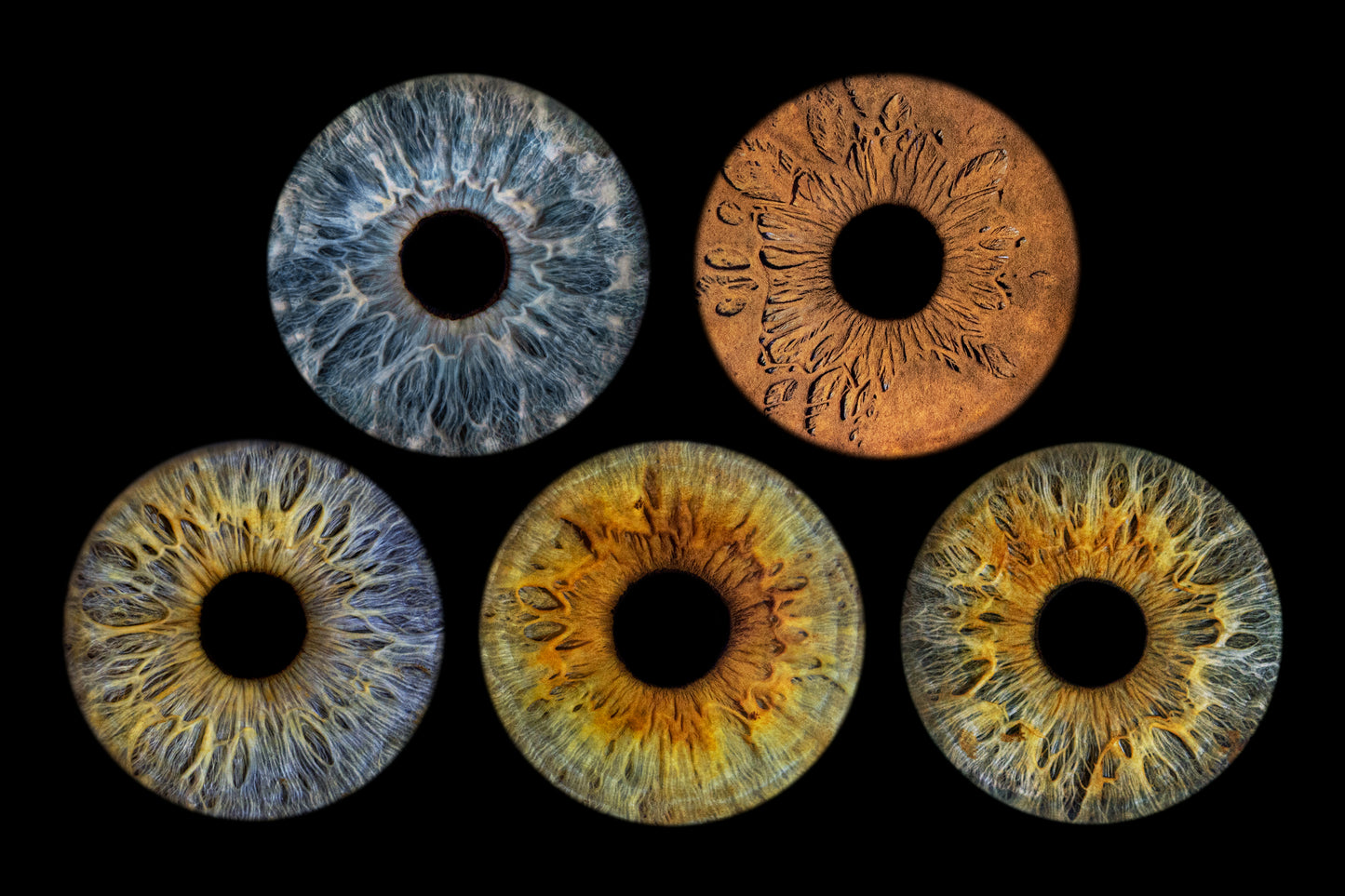 Five Eye Iris photo