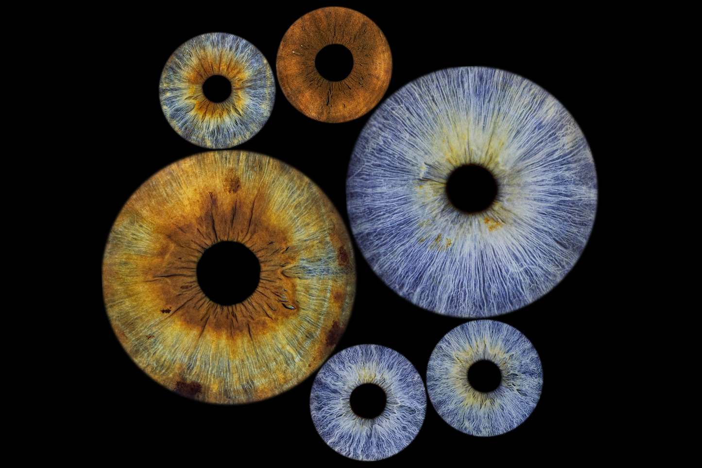Six Eyes Iris Photo