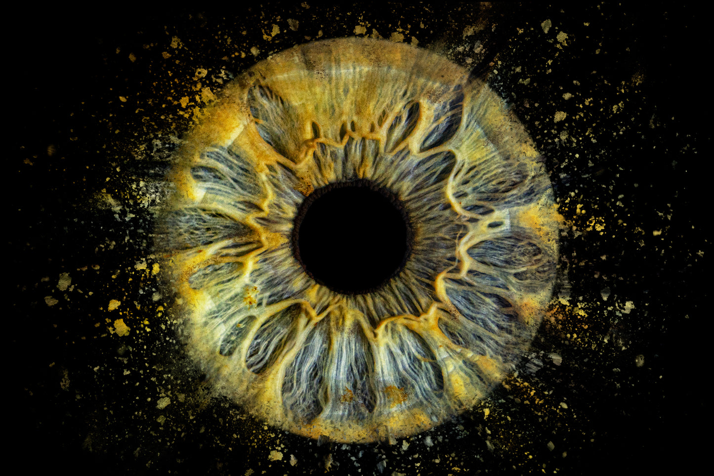 Eye Iris Single Collision Photo