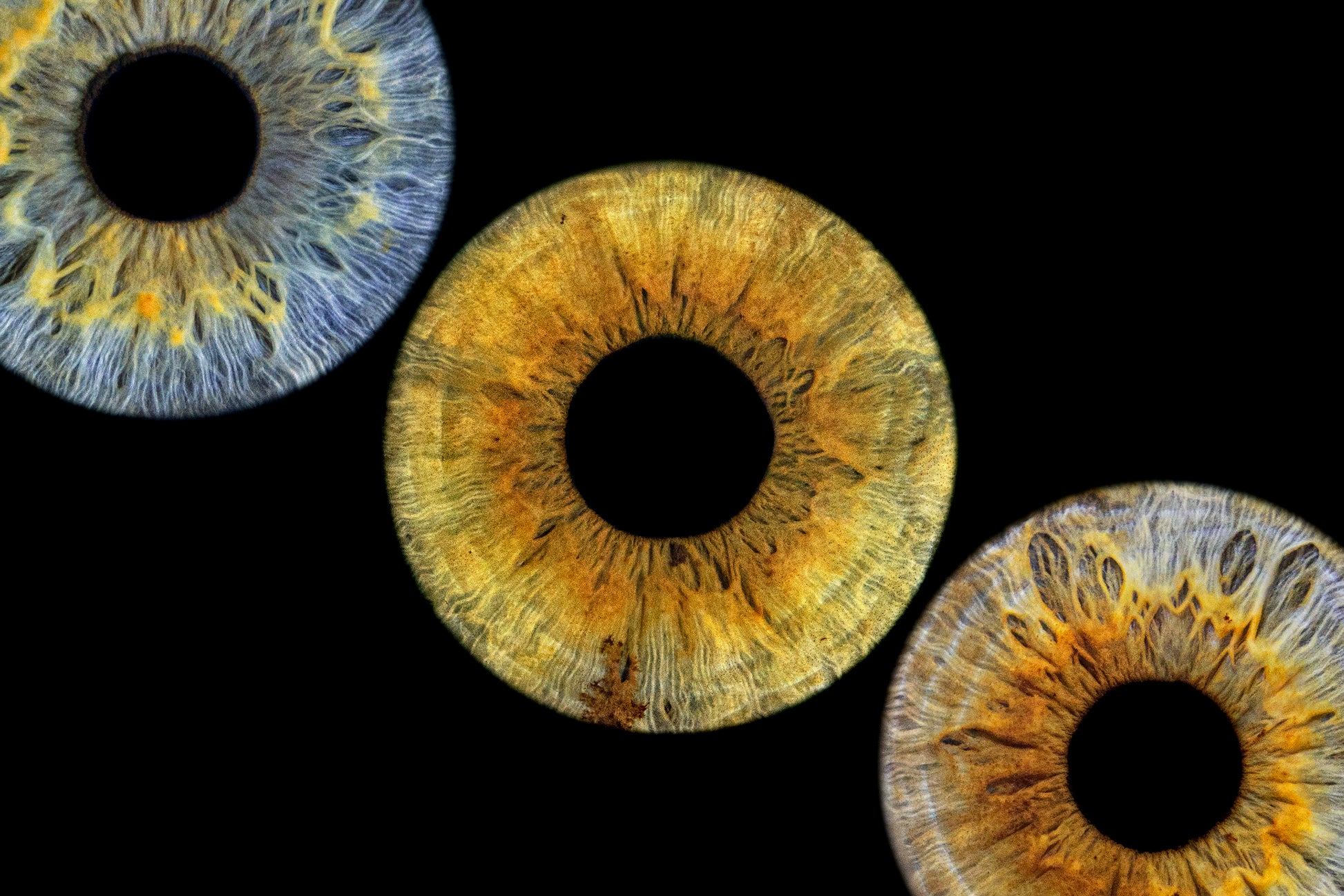 Three Eye Iris photo